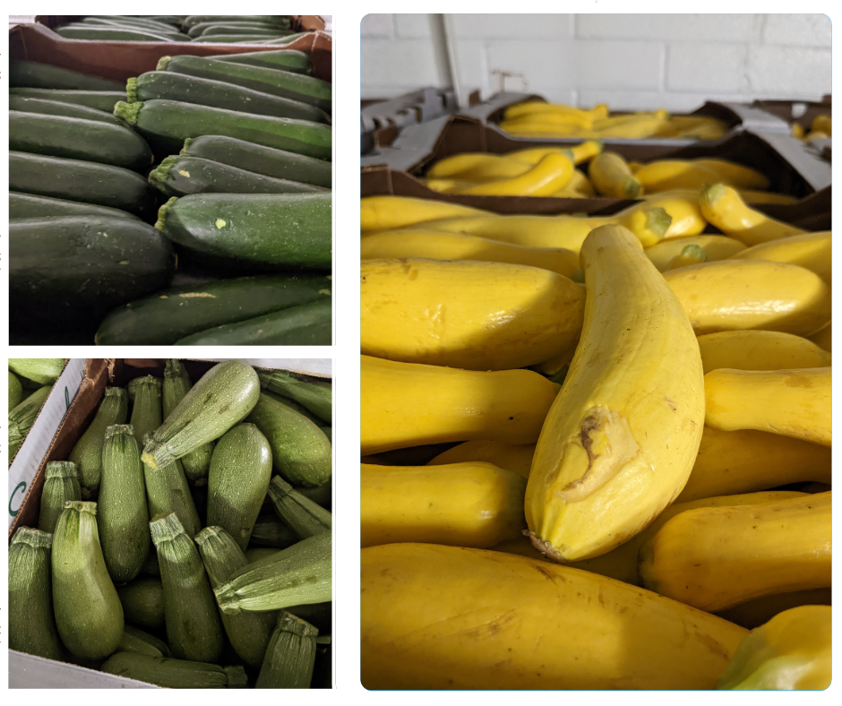pictures of 3 kinds of squash