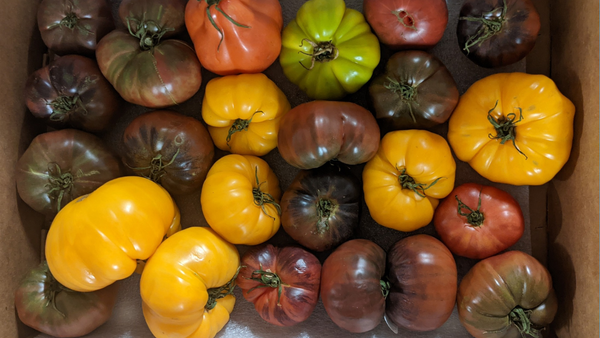 Heirloom Tomatoes in Arizona