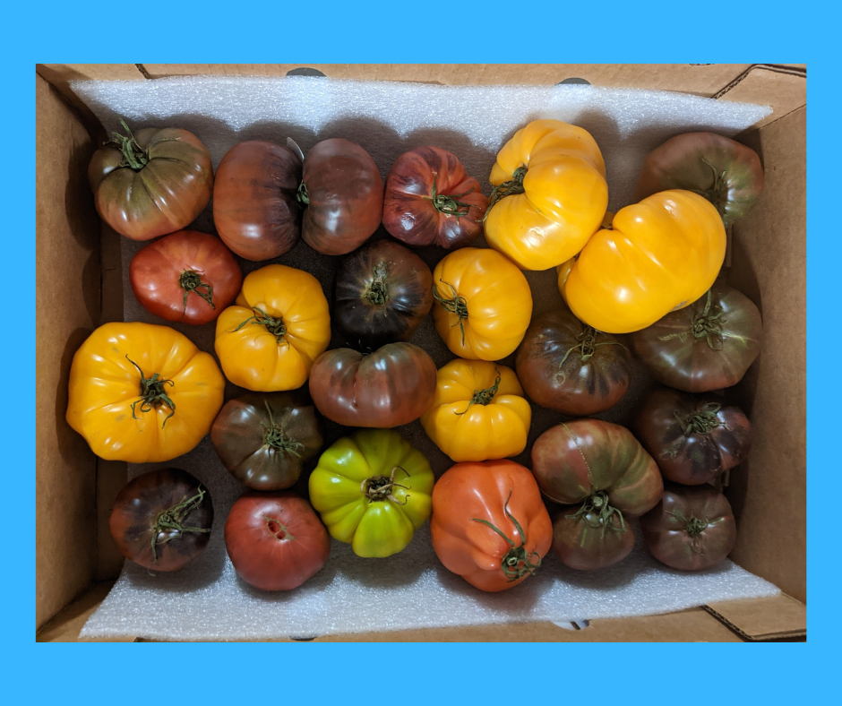 Heirloom Tomatoes at Borderlands Produce Rescue