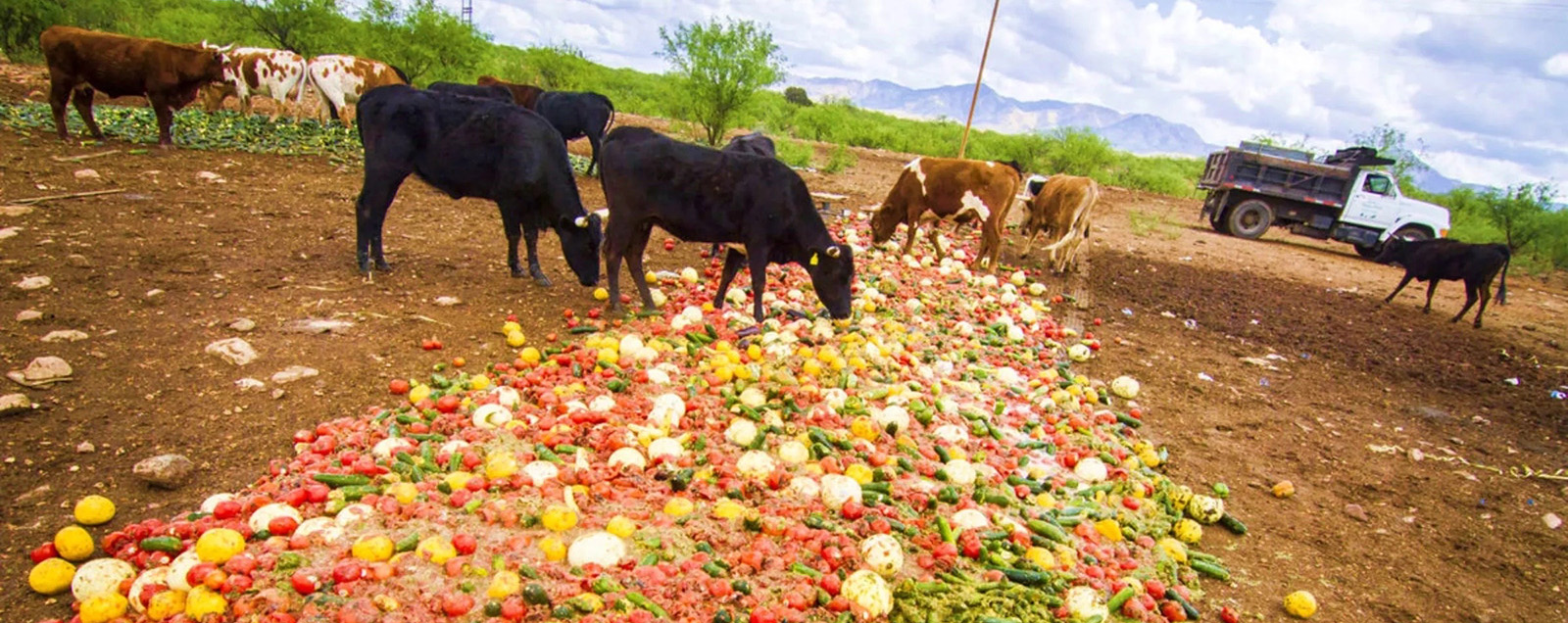 Potpourri for Animals and Composting